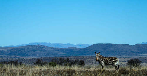 Zebra standing on field against clear blue sky