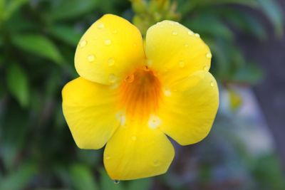 Close-up of yellow flower