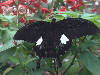 Close-up of butterfly perching on plant