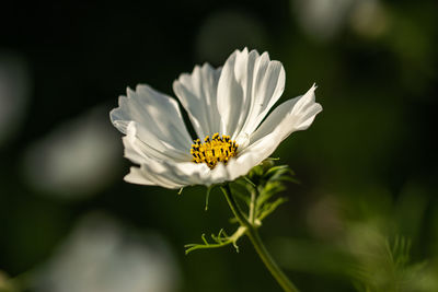 Close-up of insect on white flowering plant