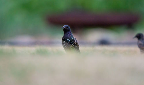 Close-up of bird perching on a field