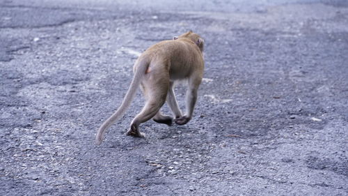 Side view of dog running on road