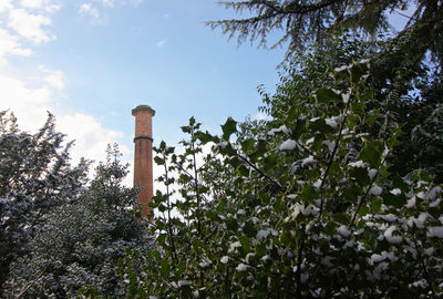 Low angle view of plants against sky
