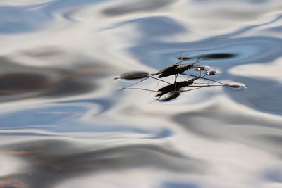 High angle view of insect on a lake