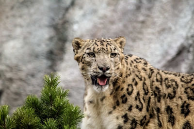 Portrait of cat in zoo