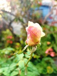 Close-up of pink rose