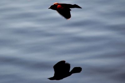 Low angle view of bird flying