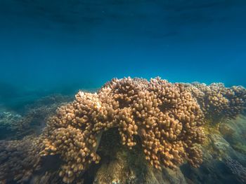 View of coral swimming in sea