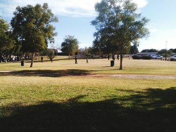 Trees on grassy field