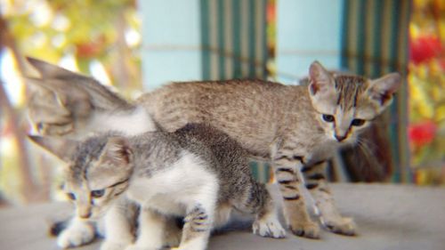 Close-up of kitten