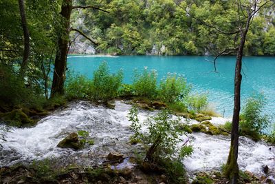 Scenic view of river flowing in forest