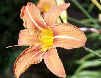 Close-up of day lily