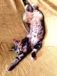 Portrait of cat lying on tiled floor