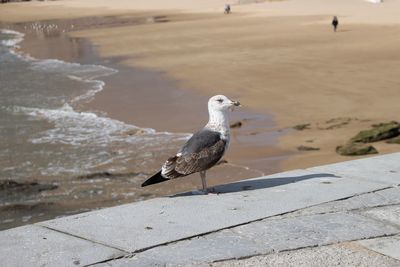 Seagull perching on retaining wall against beach