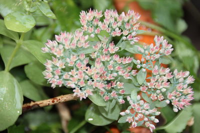 Close-up of pink flowers blooming outdoors