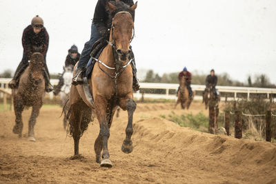 Group of horses racing in a field