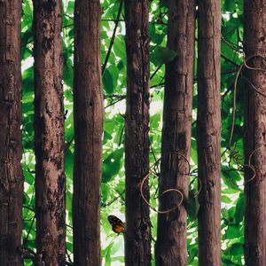 Close-up of bamboo trees in forest