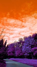 Scenic view of pink flowering trees against sky during sunset