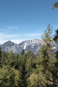 Pine trees on snowcapped mountains against sky