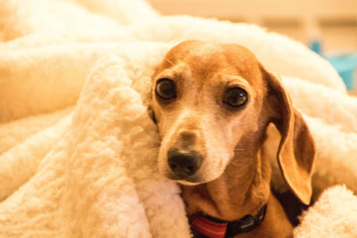 Close-up portrait of dog