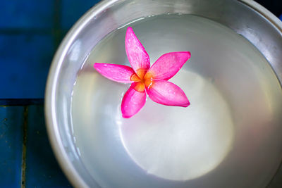 Close-up of pink flower in bowl