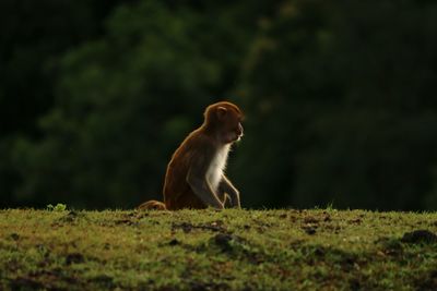 Monkey looking away on field