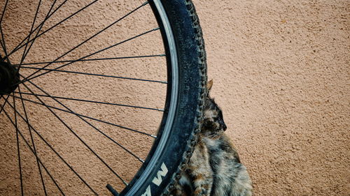 Close-up of a cat looking away