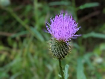 Close-up of purple thistle flower