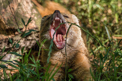 Close-up of a mongoose yawning