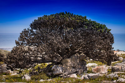 Close-up of tree against blue sky