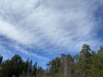 Low angle view of trees against sky