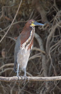 Closeup portrait of colorful tiger heron tigrisoma mexican um resting on log, bolivia.