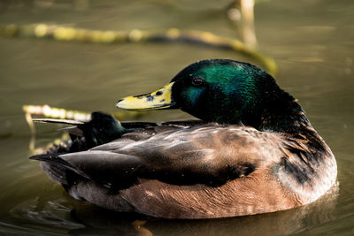 Close-up of a duck swimming in lake