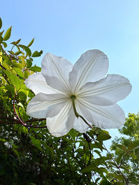 plant