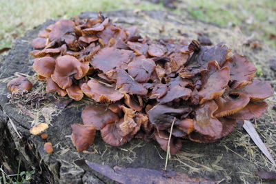 High angle view of mushrooms growing on field