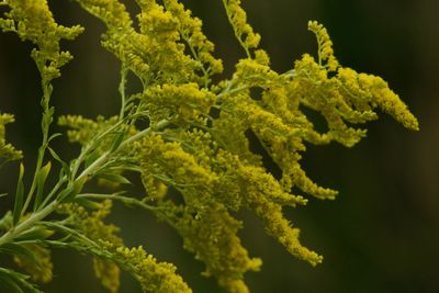 Close-up of fresh green plant against black background