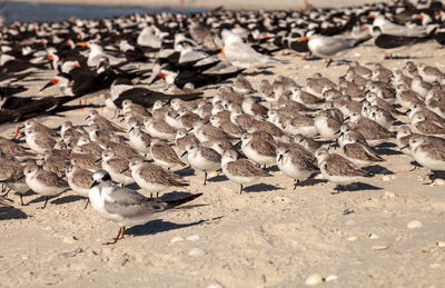 Close-up of birds on beach