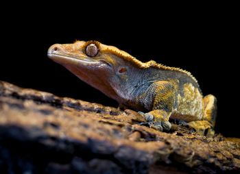 Close-up of lizard
