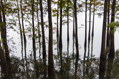 Reflection of trees in lake against sky