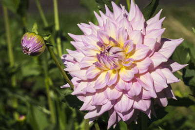 Close-up of pink dahlia blooming on sunny day
