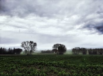 Trees on field against sky
