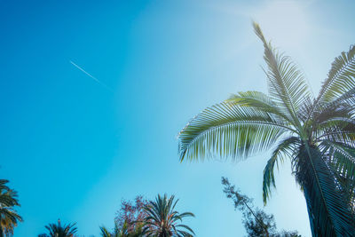 Low angle view of palm tree against blue sky