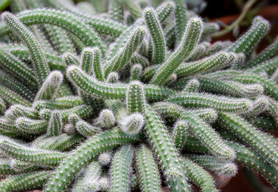 Close-up of succulent plant