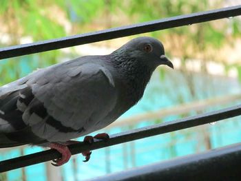 Close-up of bird perching on railing