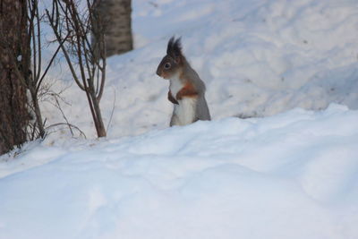 Squirrel on snow field during winter