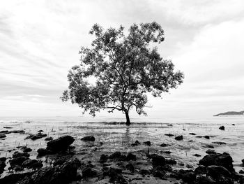 Tree by sea against sky
