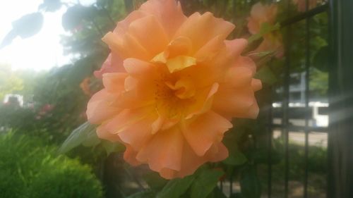 Close-up of pink flowers blooming outdoors