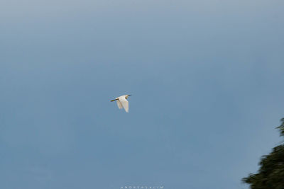Low angle view of bird flying against clear sky