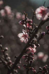 Close-up of pink cherry blossom tree