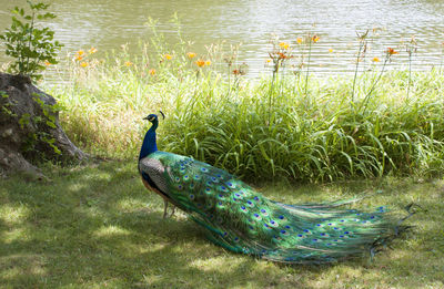 Side view of a peacock